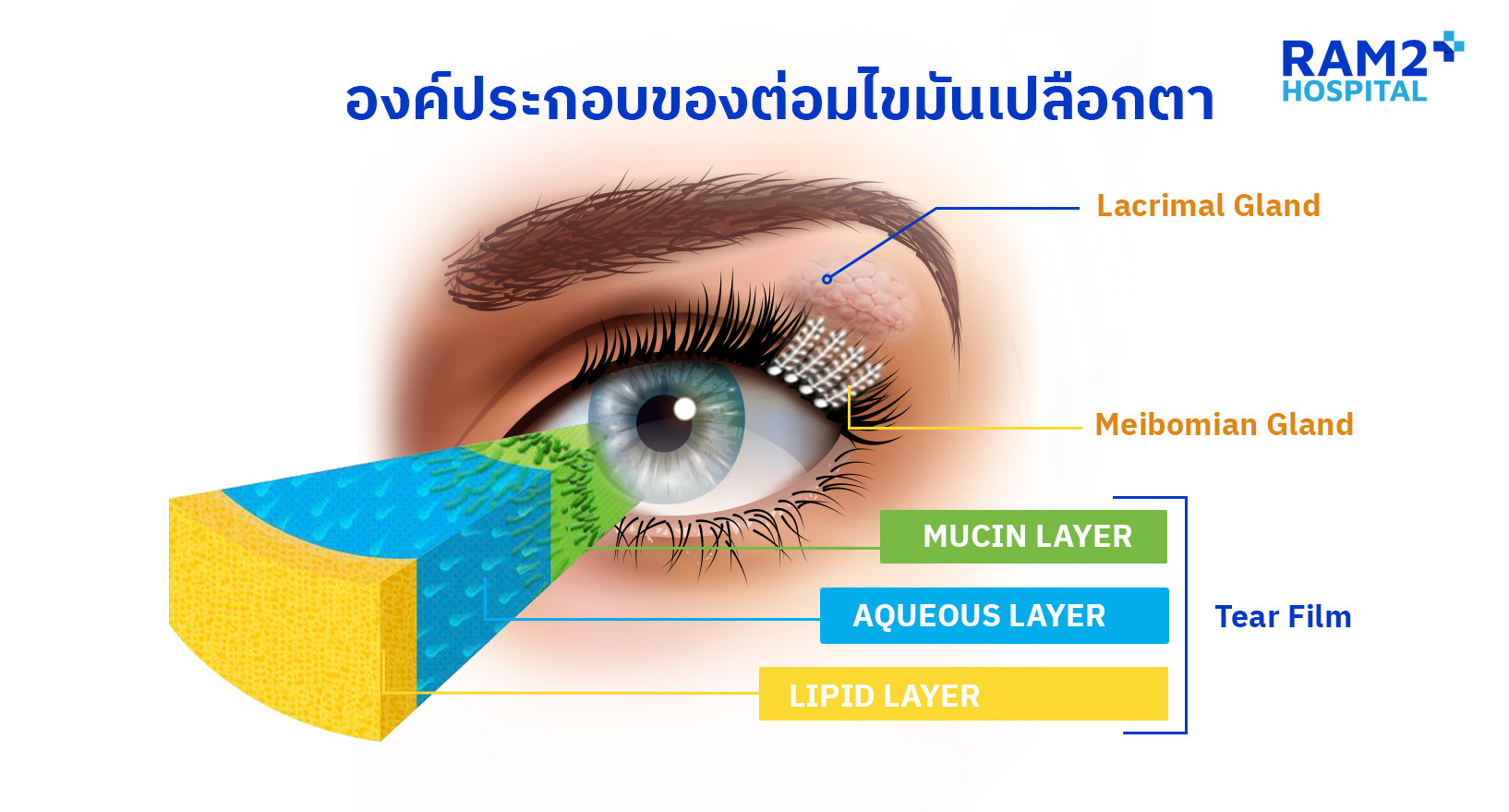 มาทำความรู้จัก ต่อมไขมันเปลือกตา